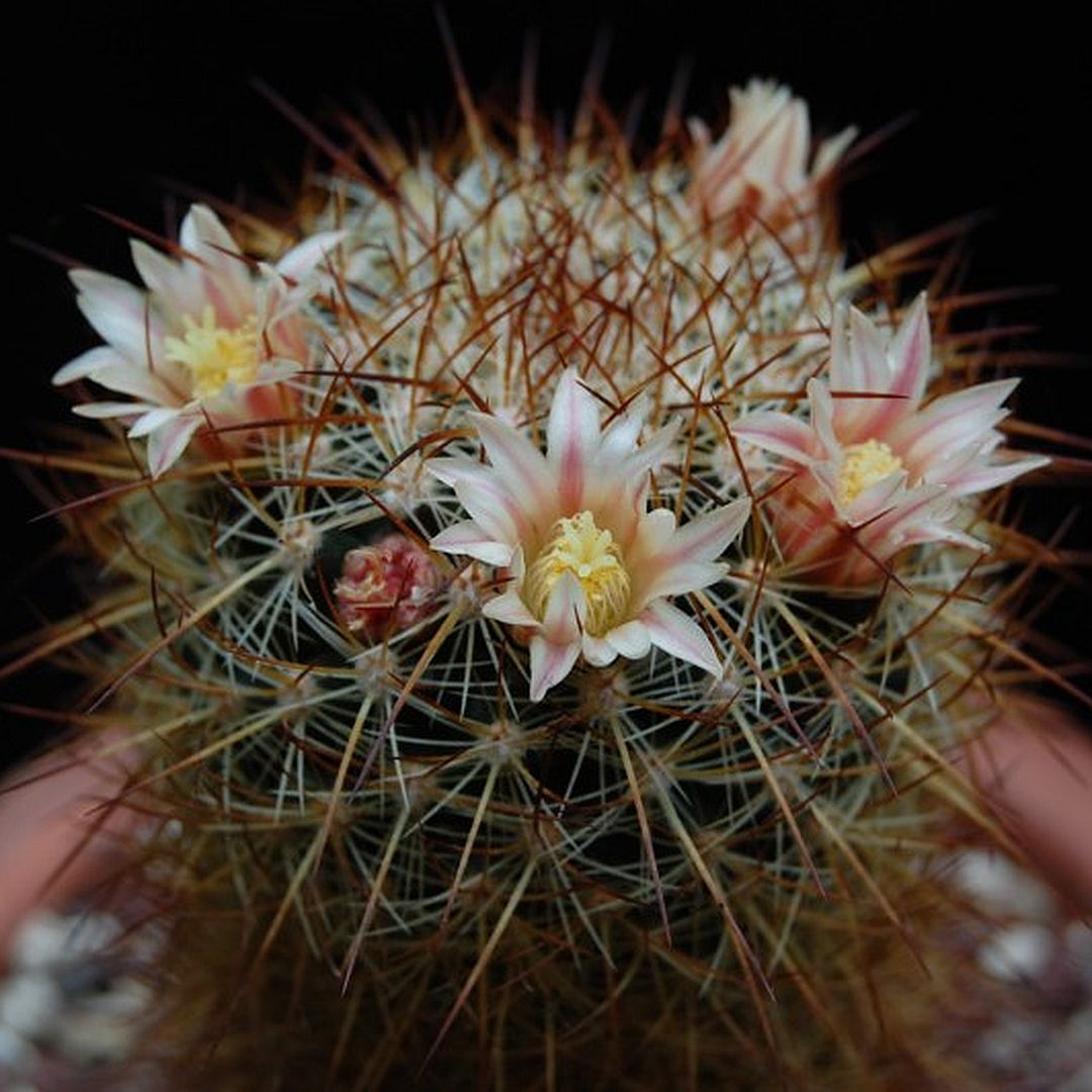 Mammillaria esperanzaensis