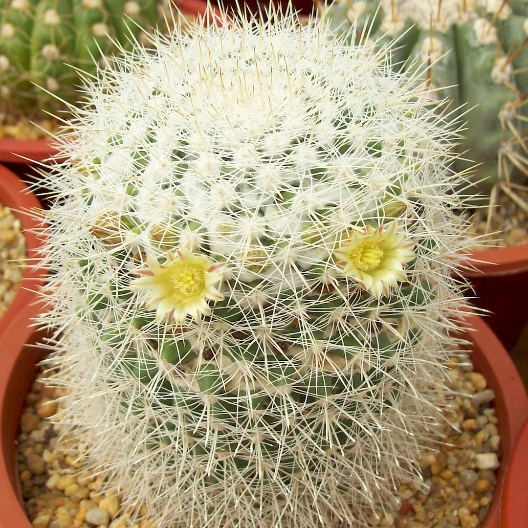 Mammillaria evermanniana