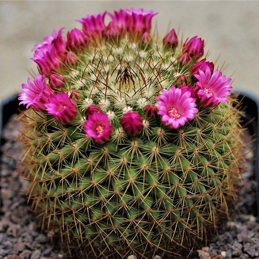 Mammillaria fuscata