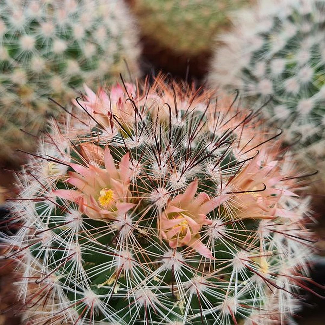 Mammillaria fuscohamata