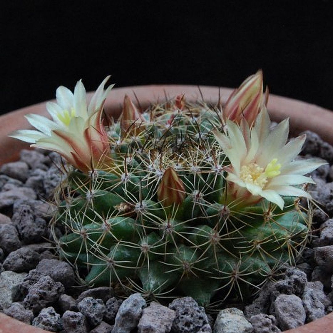 Mammillaria glareosa