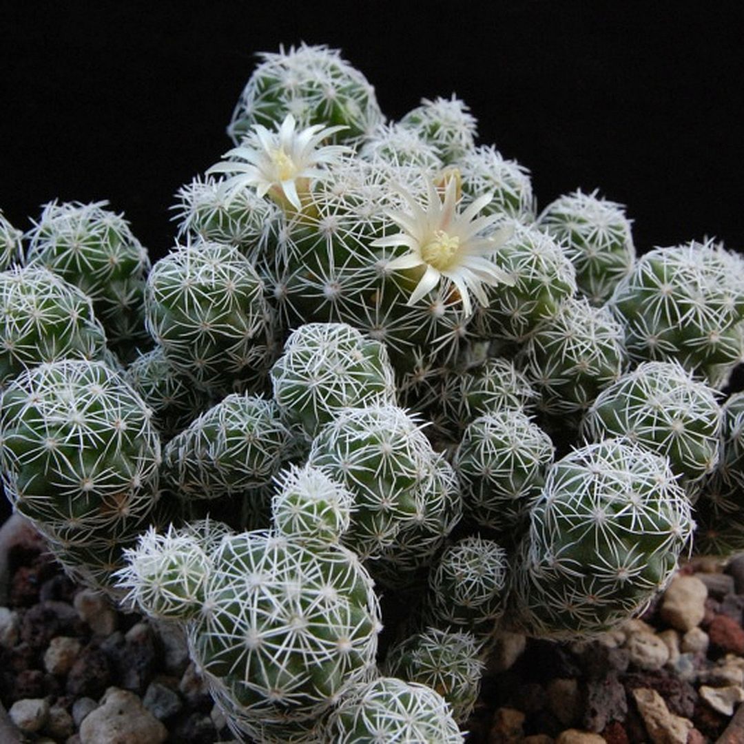 Mammillaria gracilis