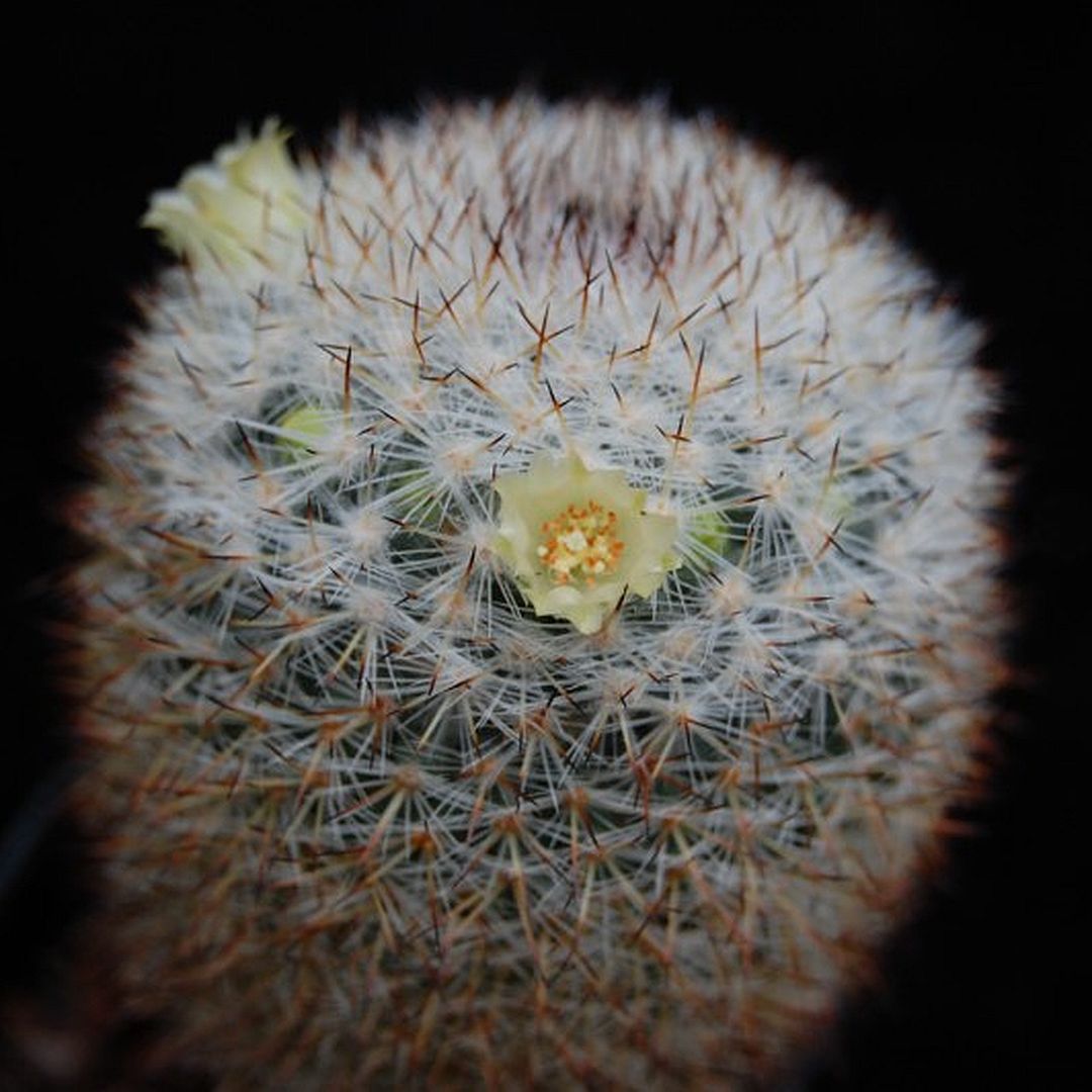 Mammillaria halbingeri
