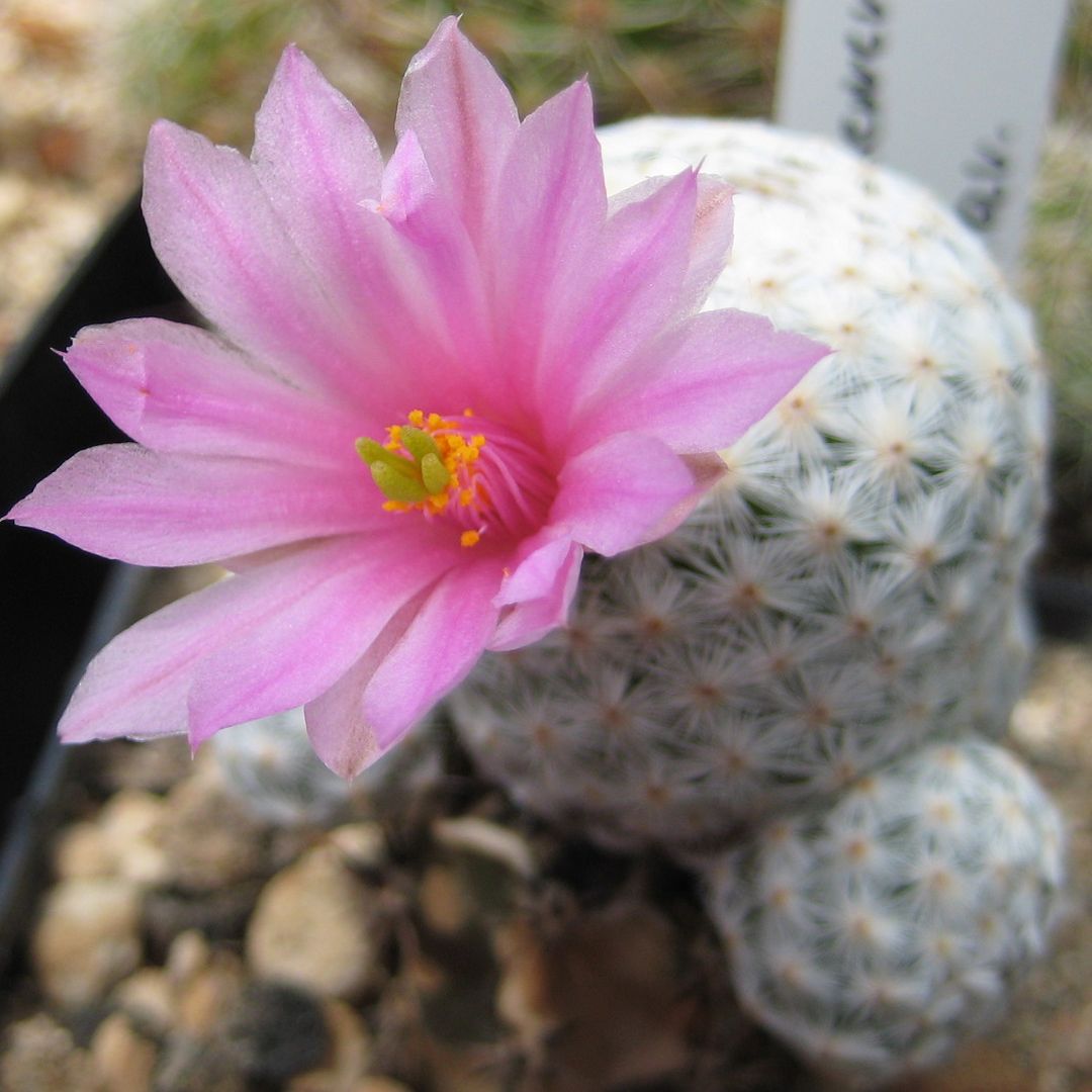 Mammillaria herrerae