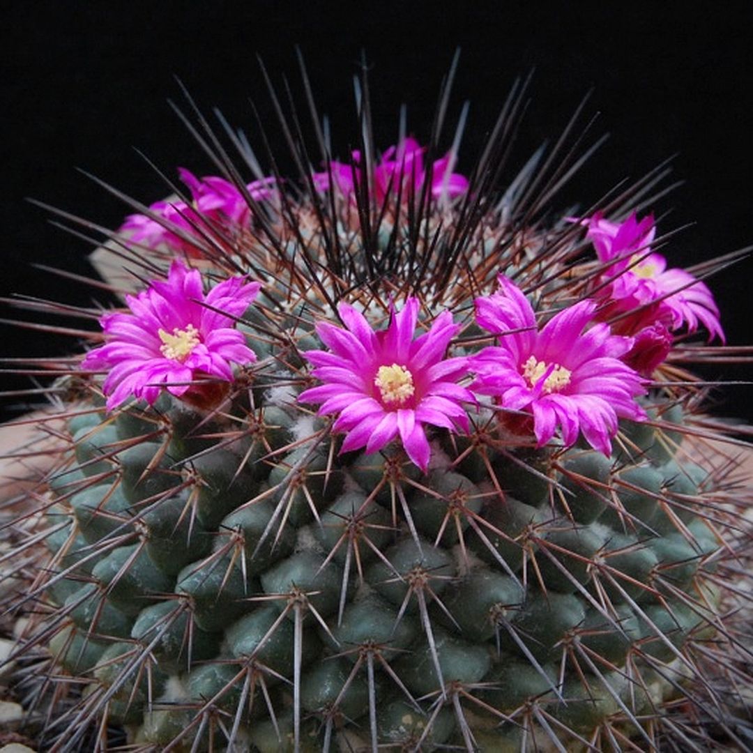 Mammillaria hertrichiana