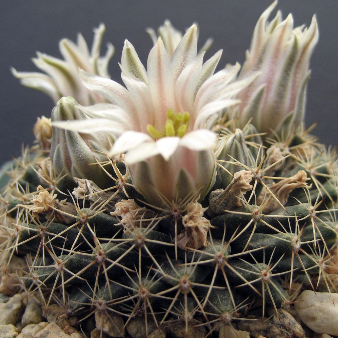 Mammillaria heyderi