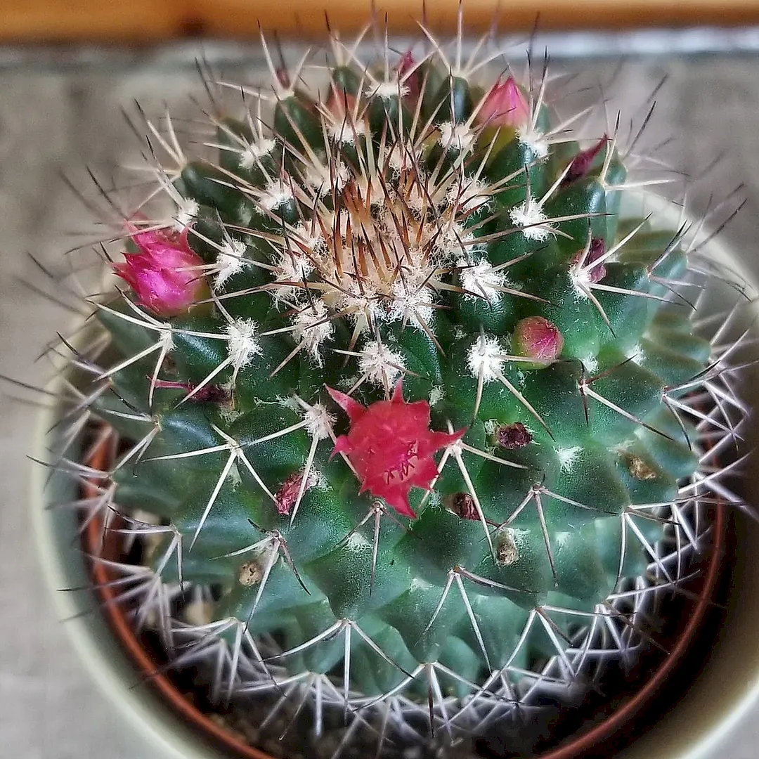 Mammillaria hidalgensis