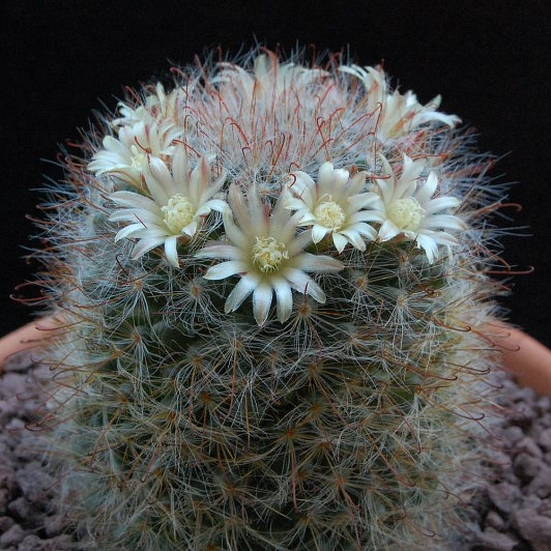 Mammillaria hirsuta