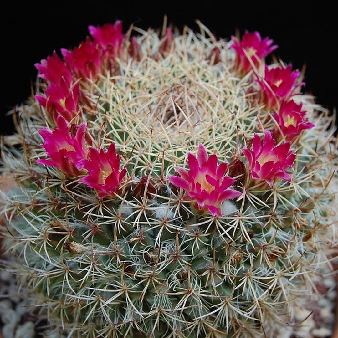 Mammillaria huajuapensis