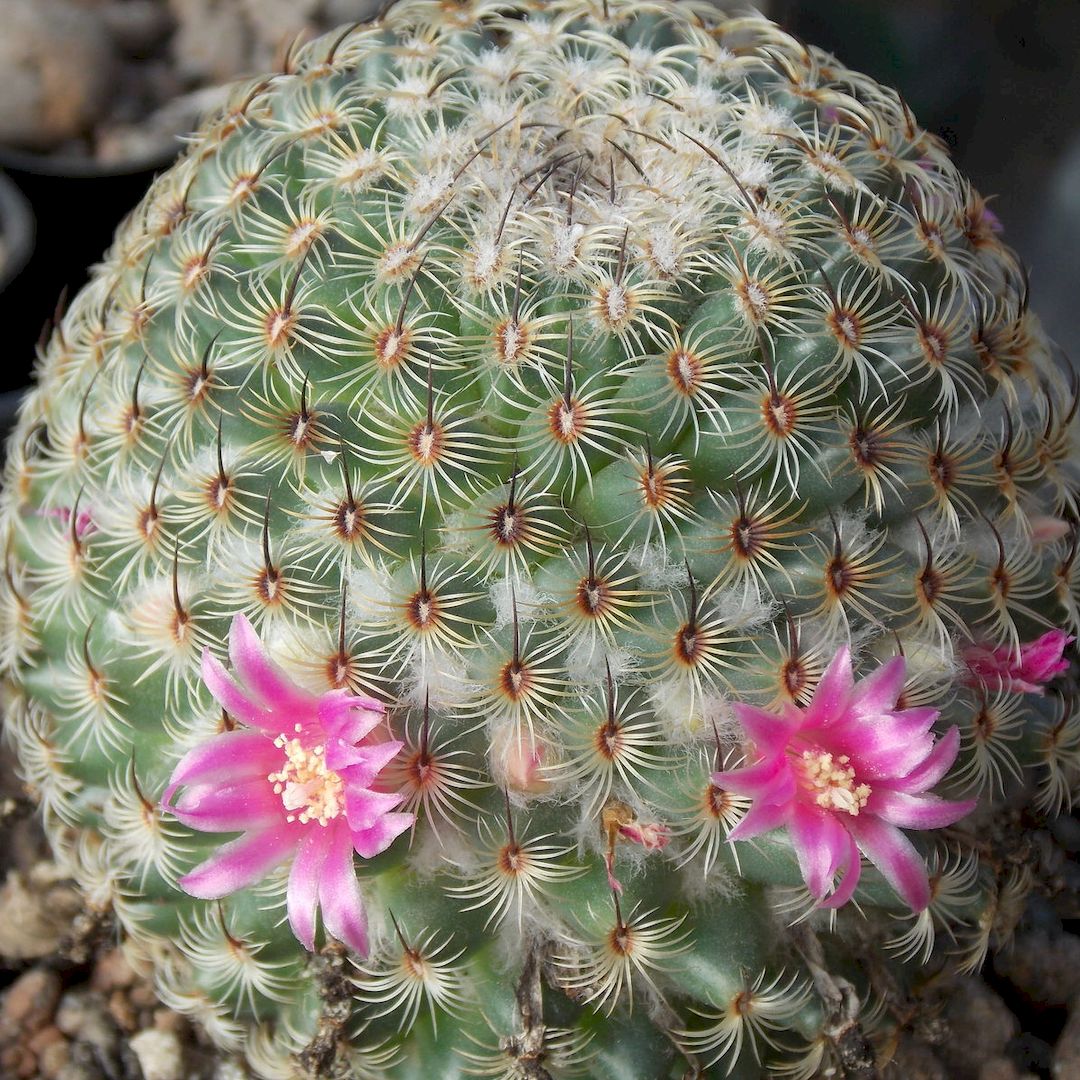 Mammillaria huitzilopochtli
