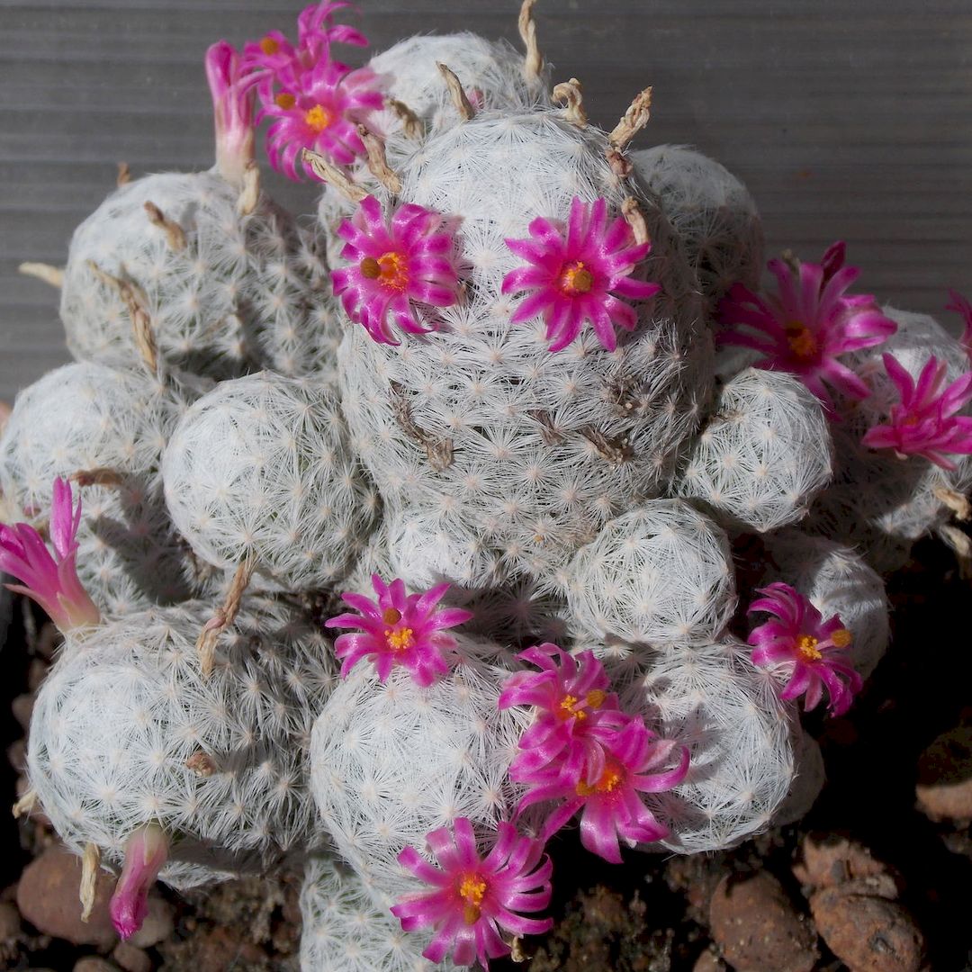 Mammillaria humboldtii