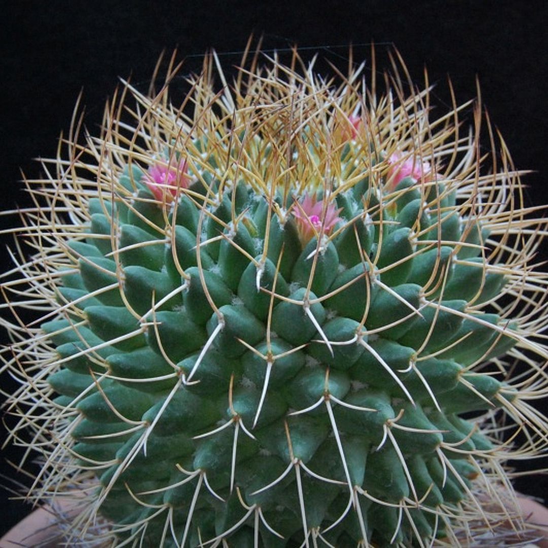 Mammillaria ingens