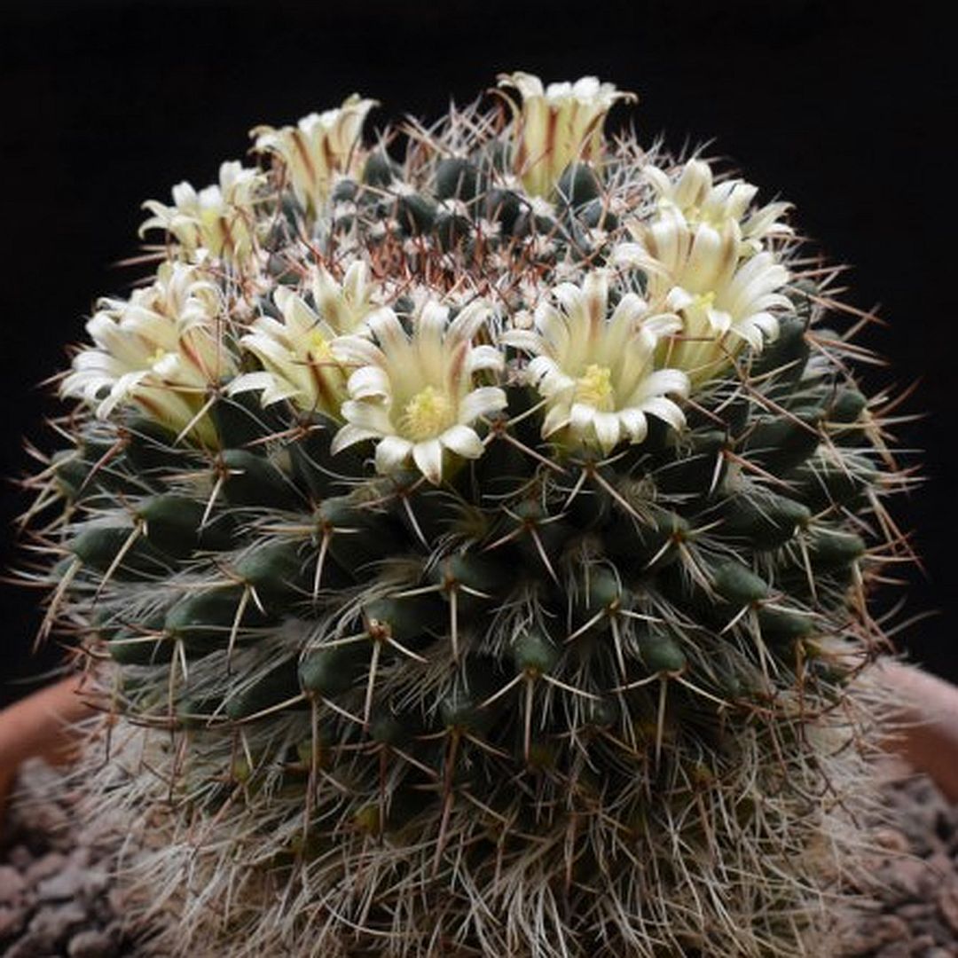 Mammillaria karwinskiana