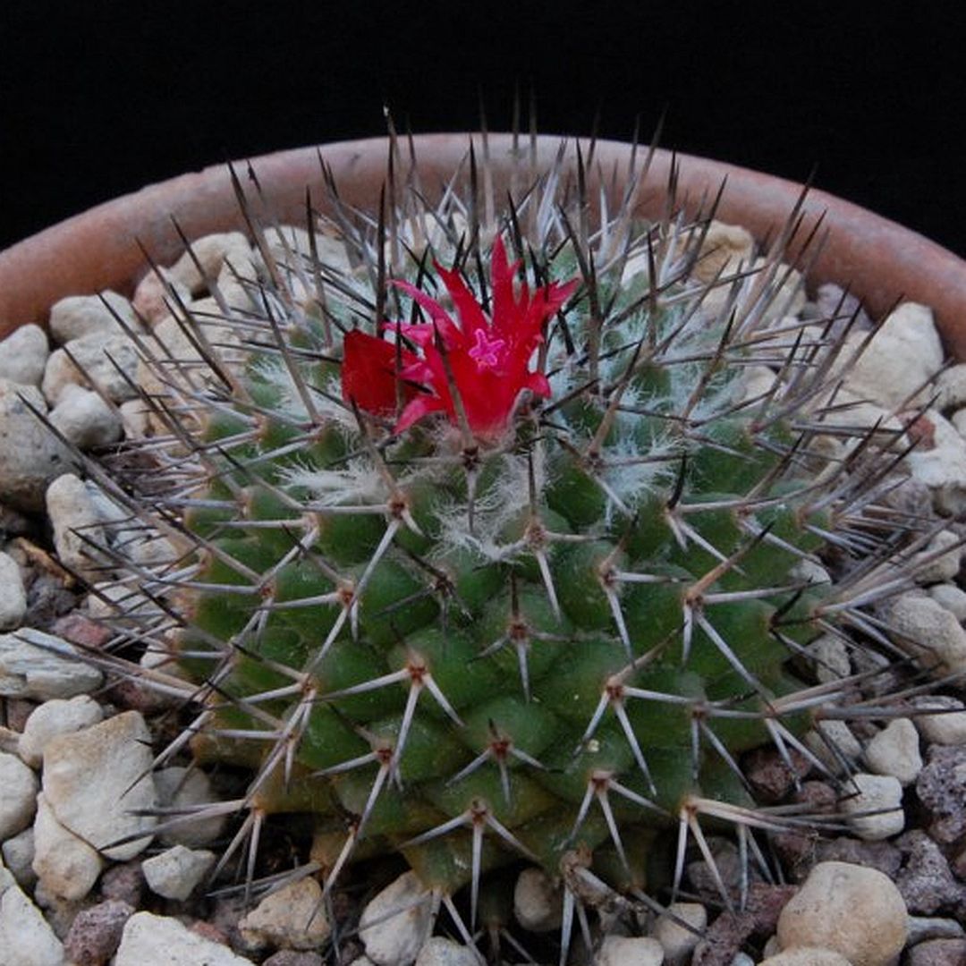 Mammillaria kelleriana
