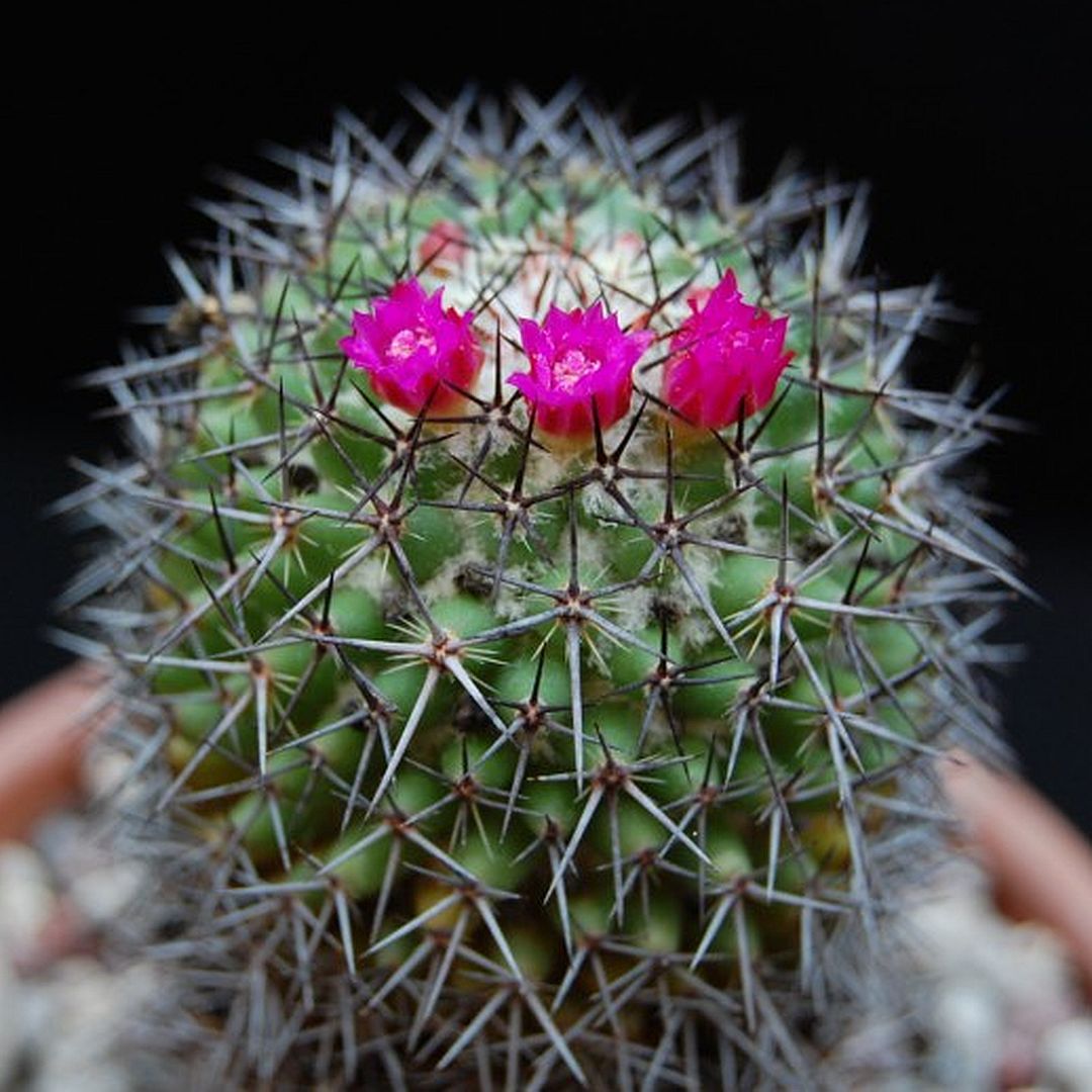 Mammillaria kewensis