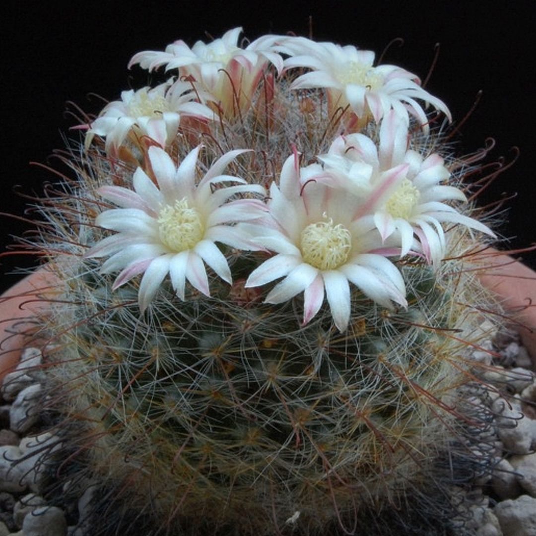 Mammillaria knebeliana