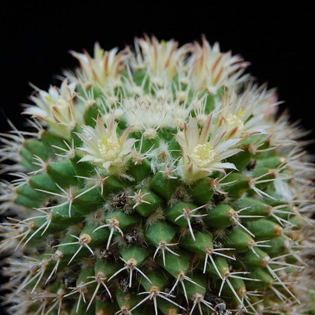 Mammillaria knippeliana