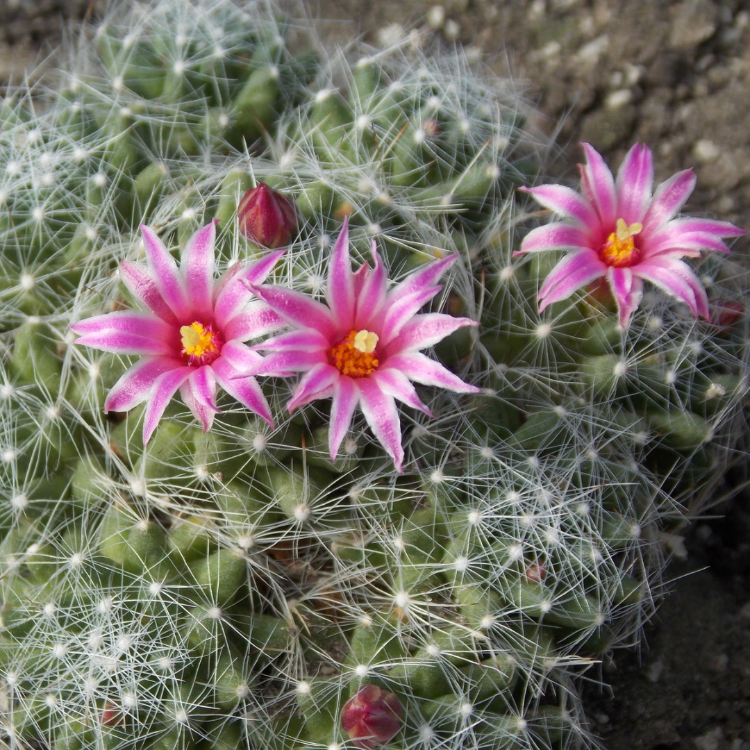 Mammillaria kraehenbuehlii