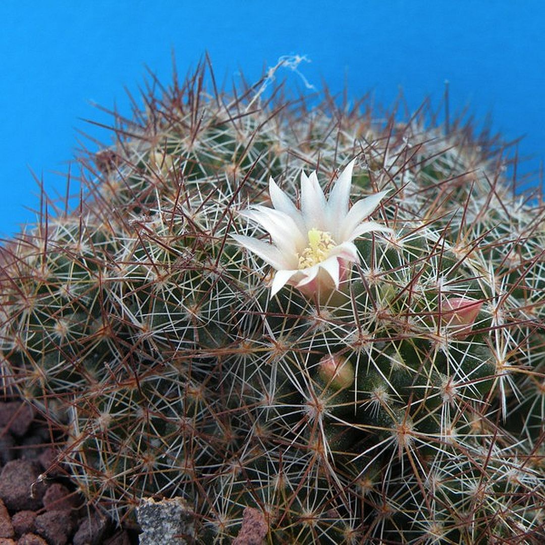Mammillaria kuentziana