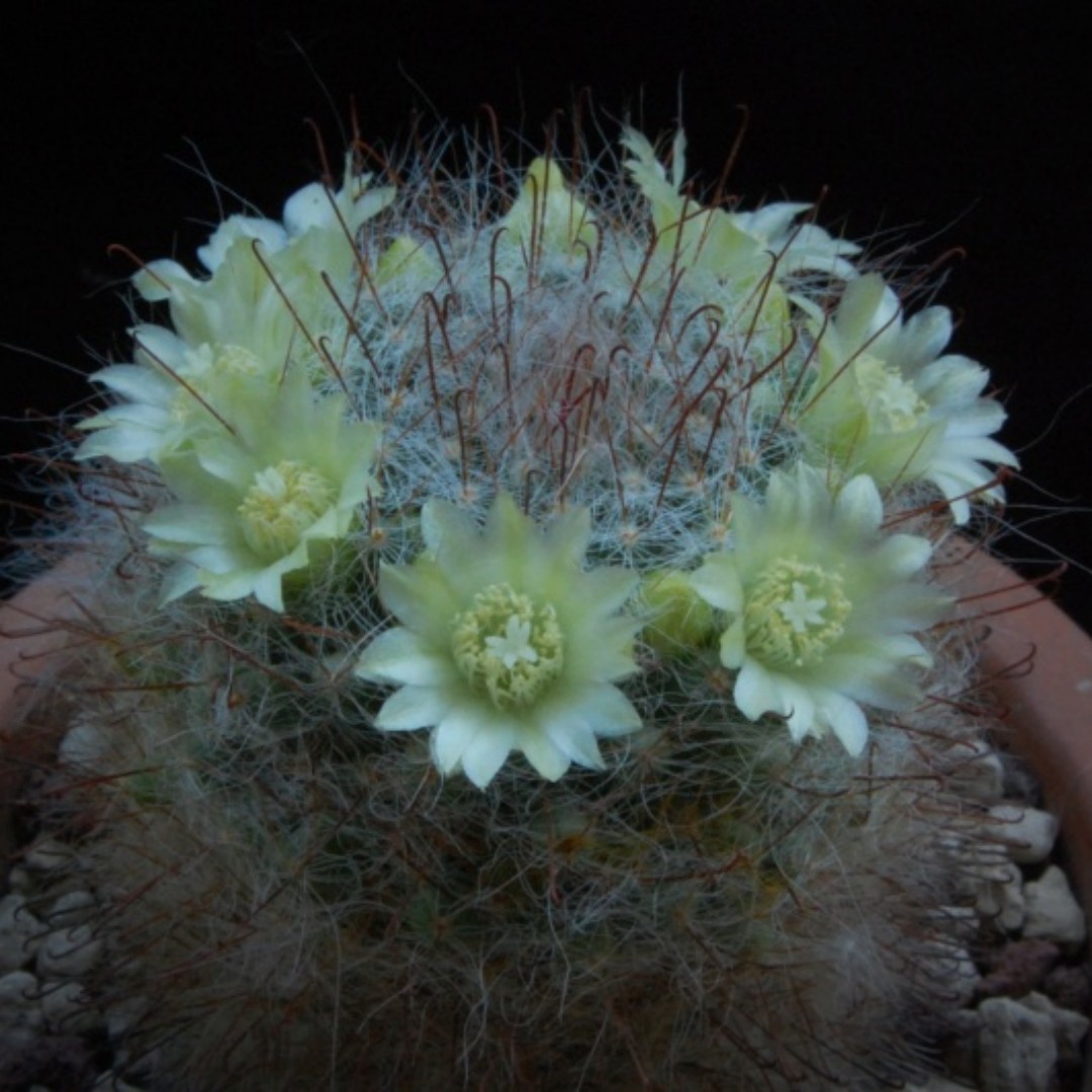 Mammillaria kunzeana