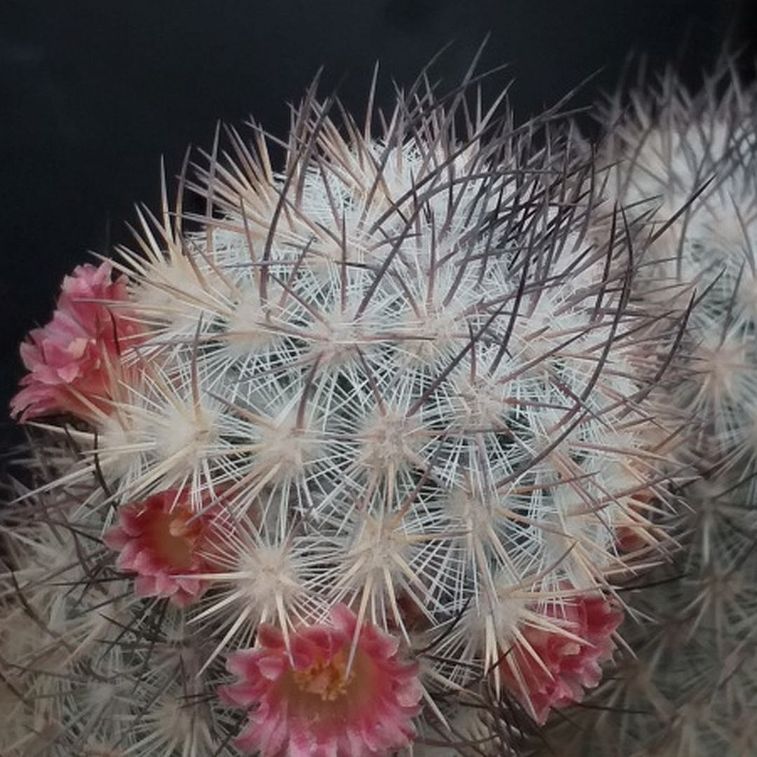 Mammillaria leona
