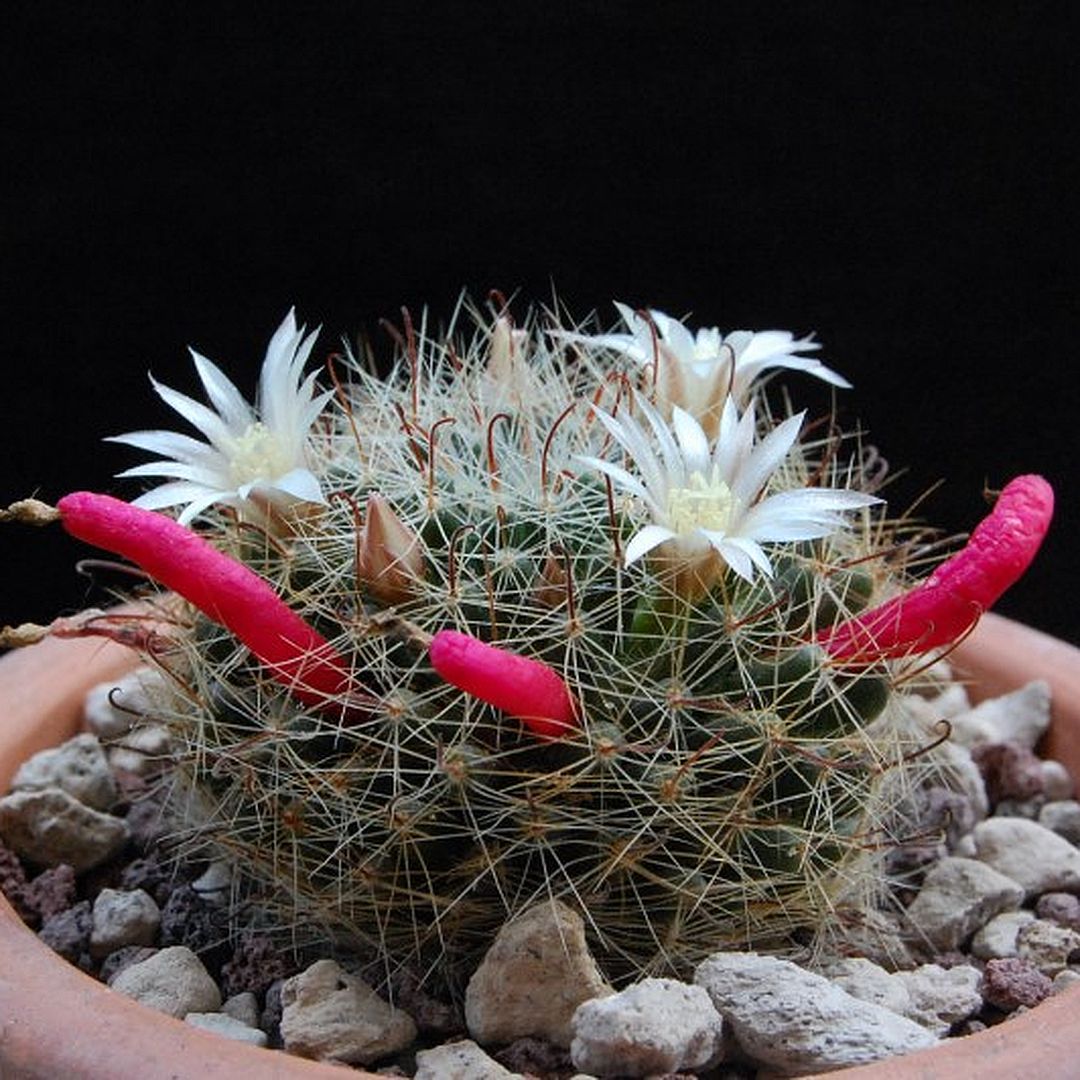 Mammillaria leucantha