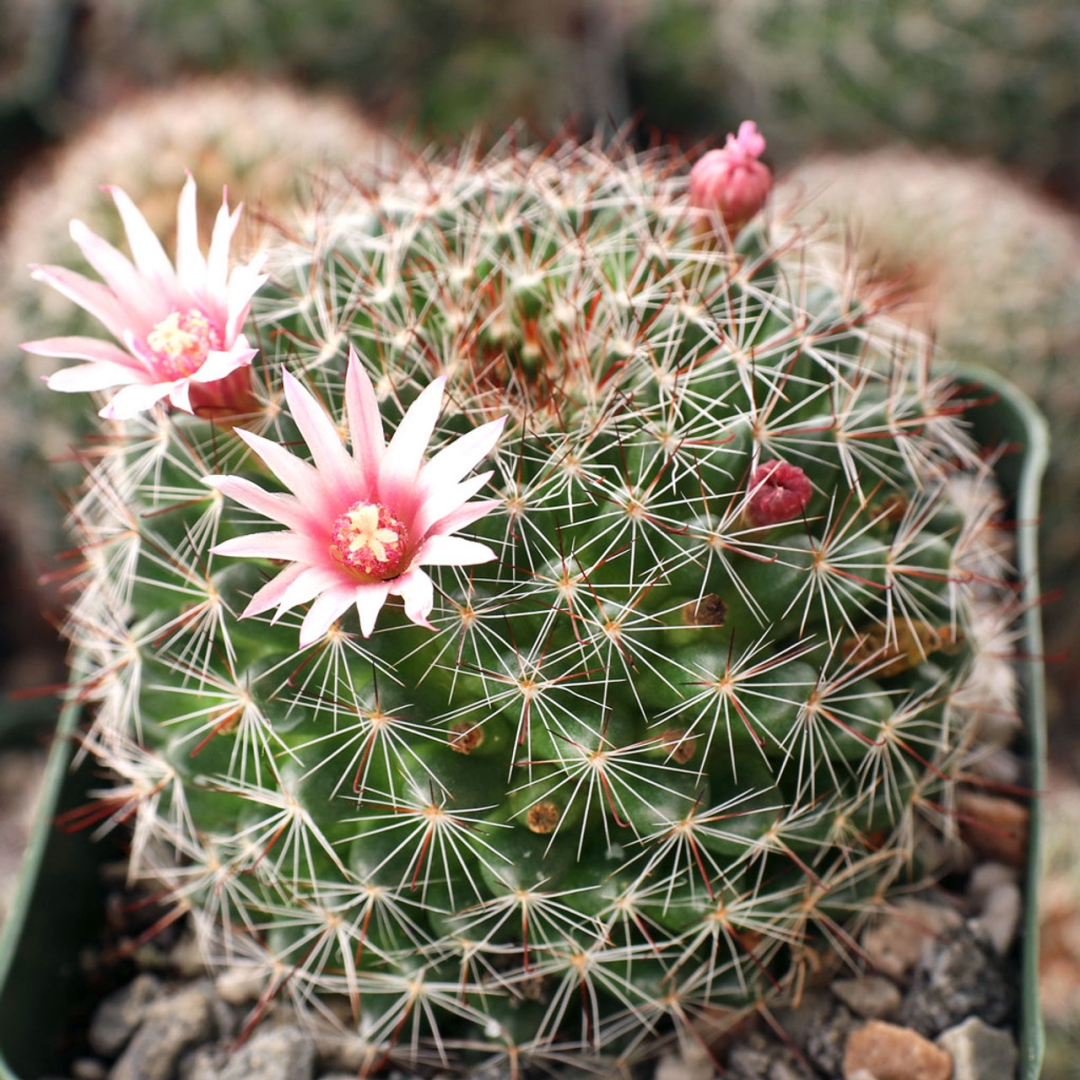 Mammillaria limonensis