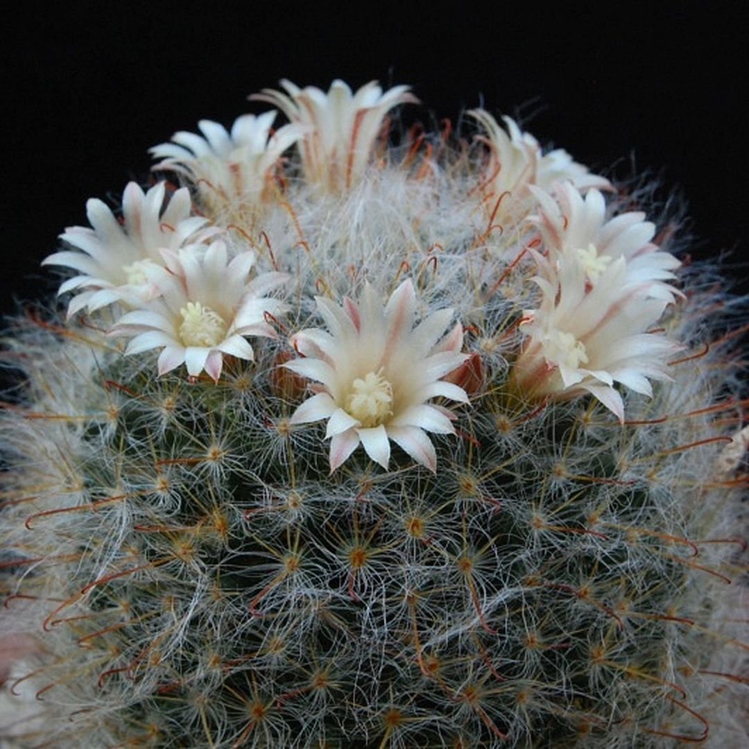 Mammillaria longicoma