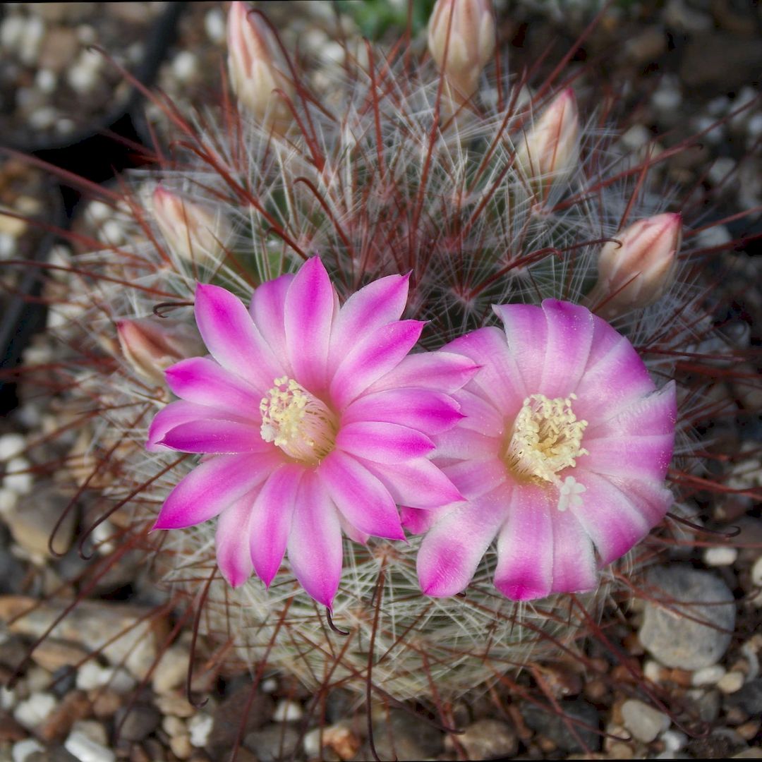 Mammillaria longiflora