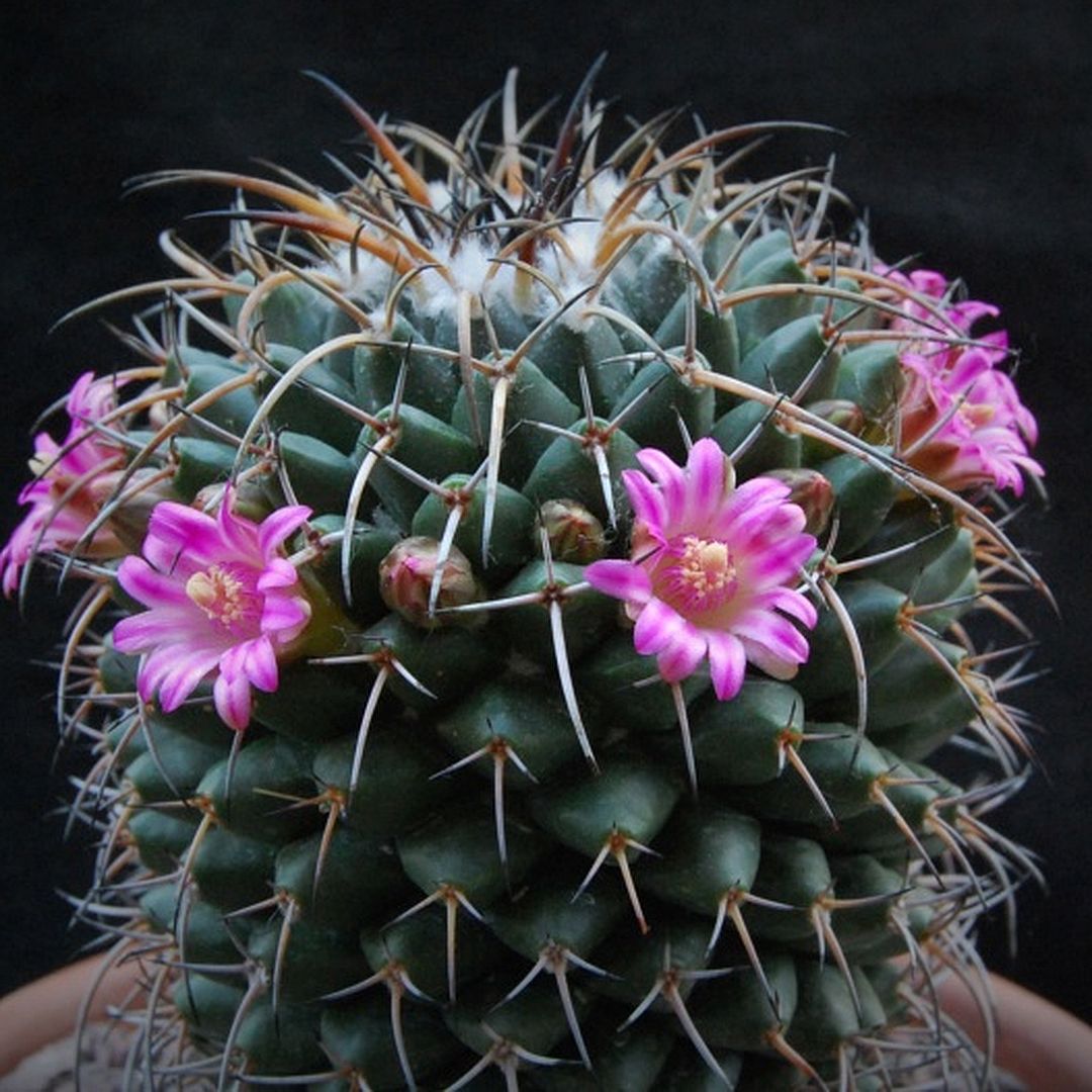Mammillaria magnimamma
