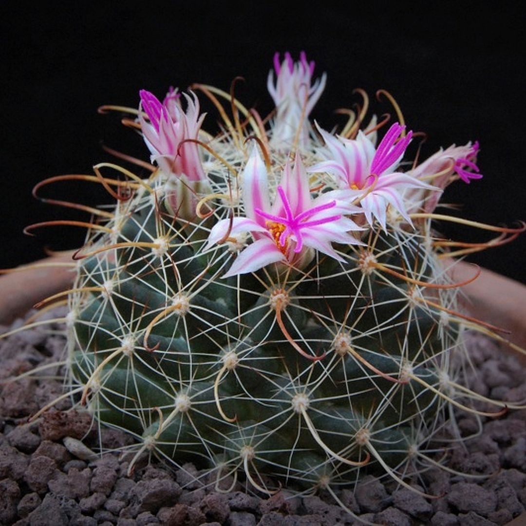 Mammillaria mainae