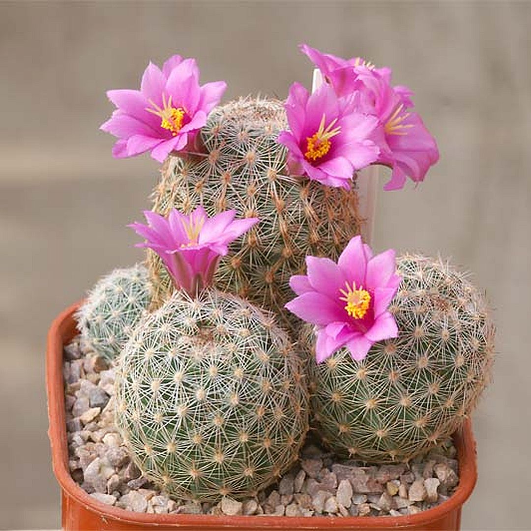 Mammillaria marnieriana
