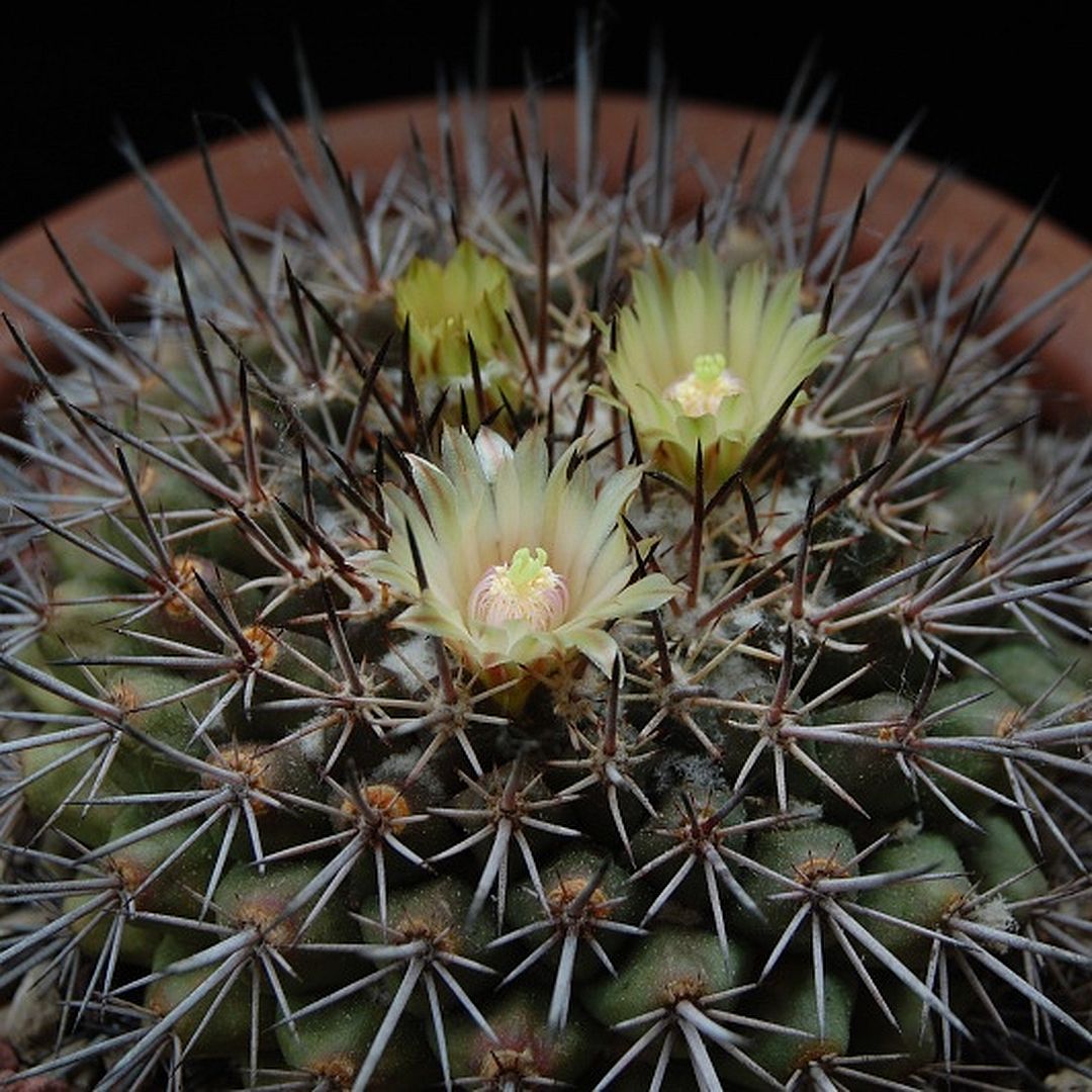 Mammillaria marshalliana