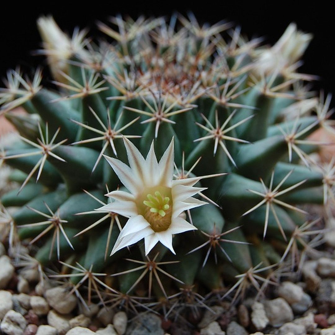 Mammillaria meiacantha