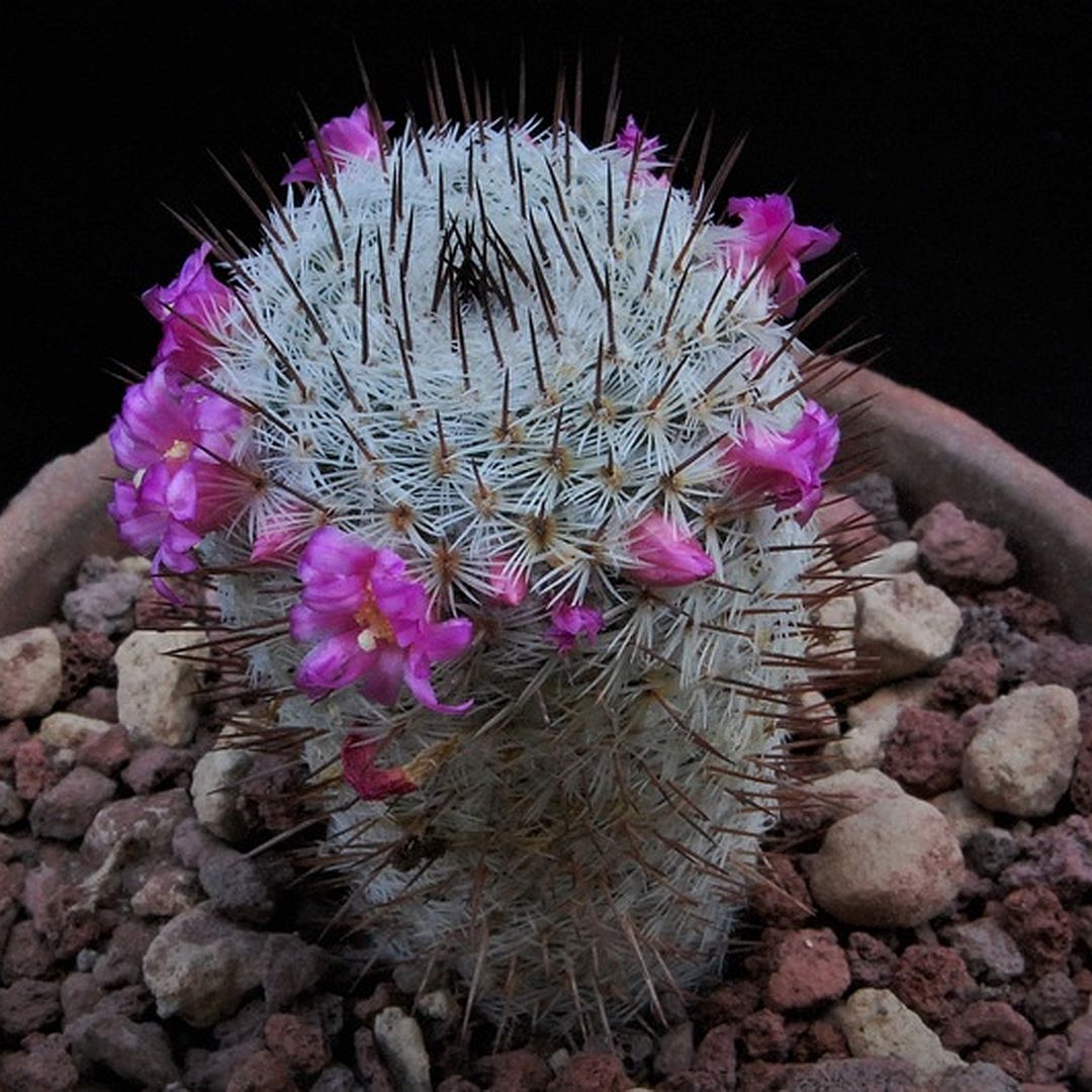 Mammillaria meissneri
