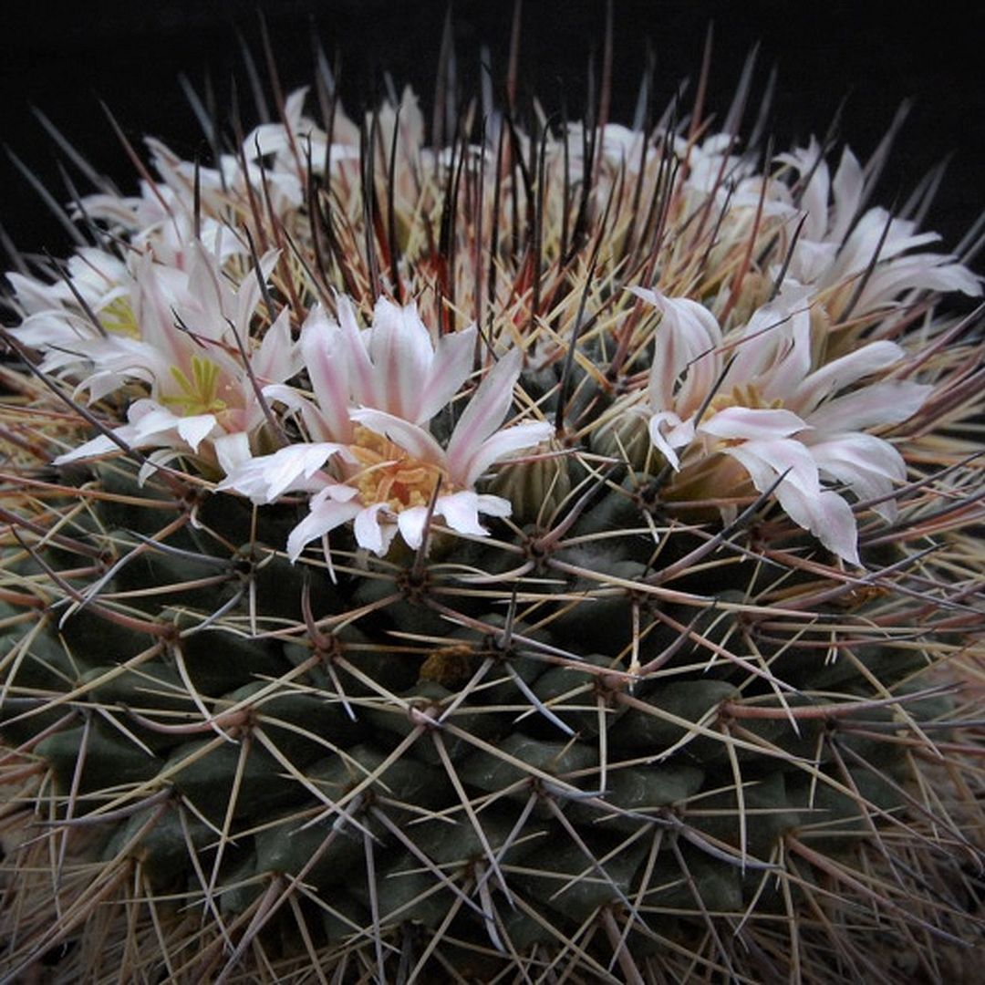 Mammillaria melanocentra