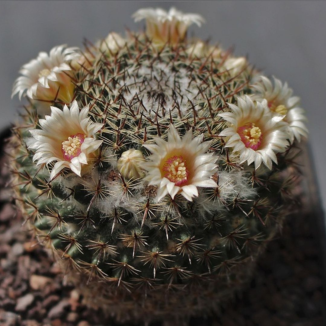 Mammillaria melispina