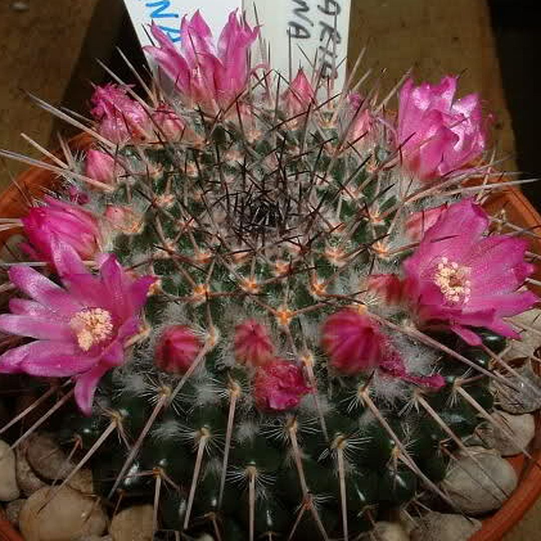 Mammillaria mendeliana