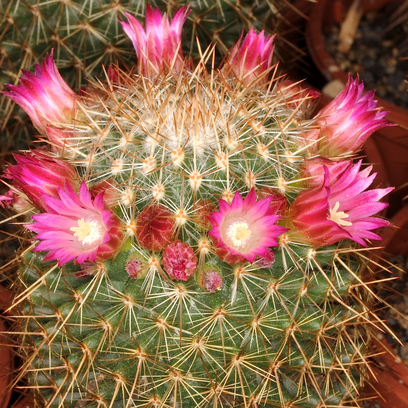 Mammillaria meyranii