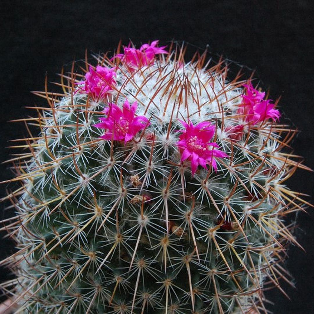 Mammillaria mollendorffiana