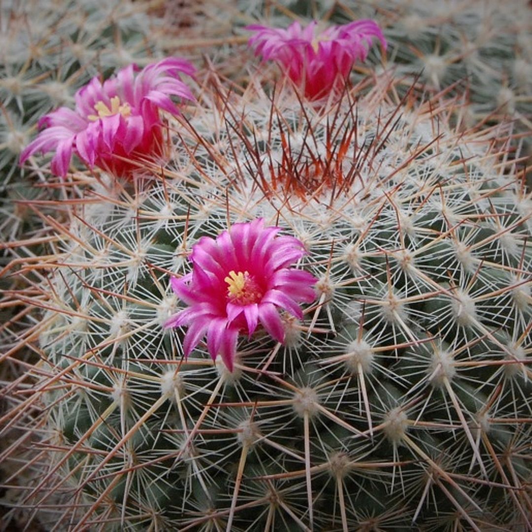 Mammillaria montensis