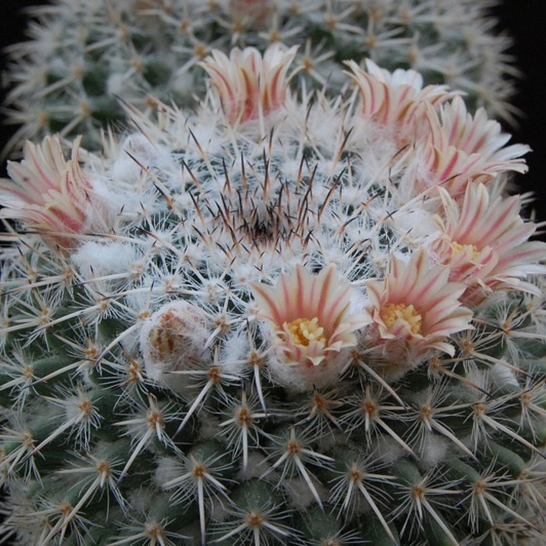 Mammillaria morganiana