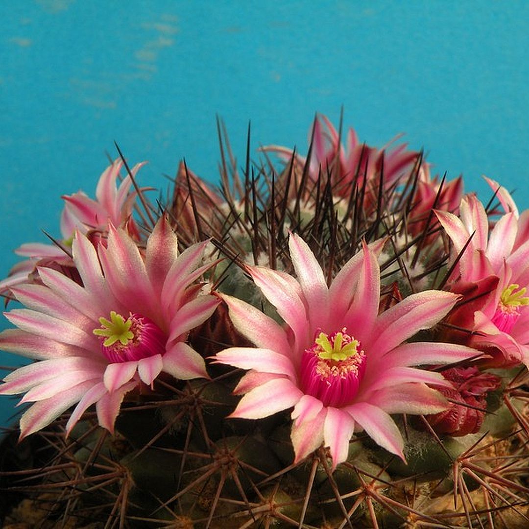 Mammillaria movensis