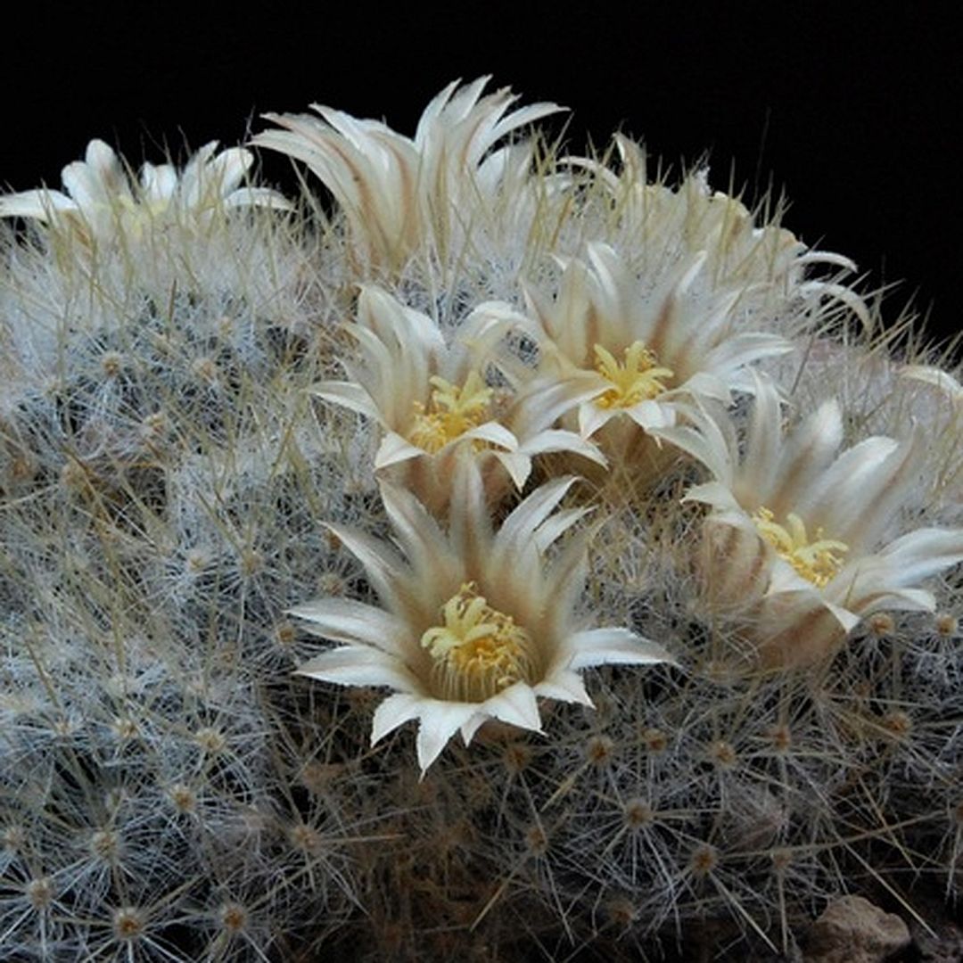 Mammillaria multiceps