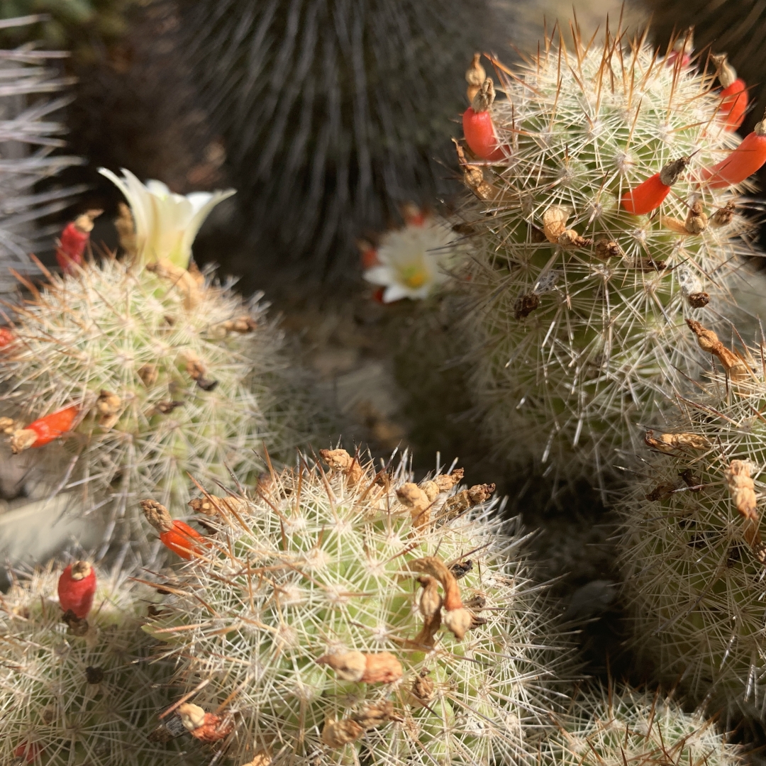 Mammillaria multidigitata