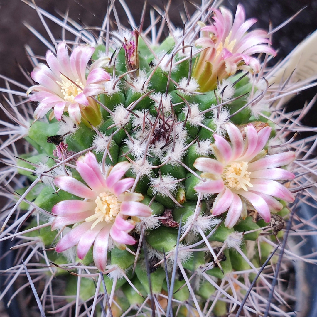Mammillaria_multiseta