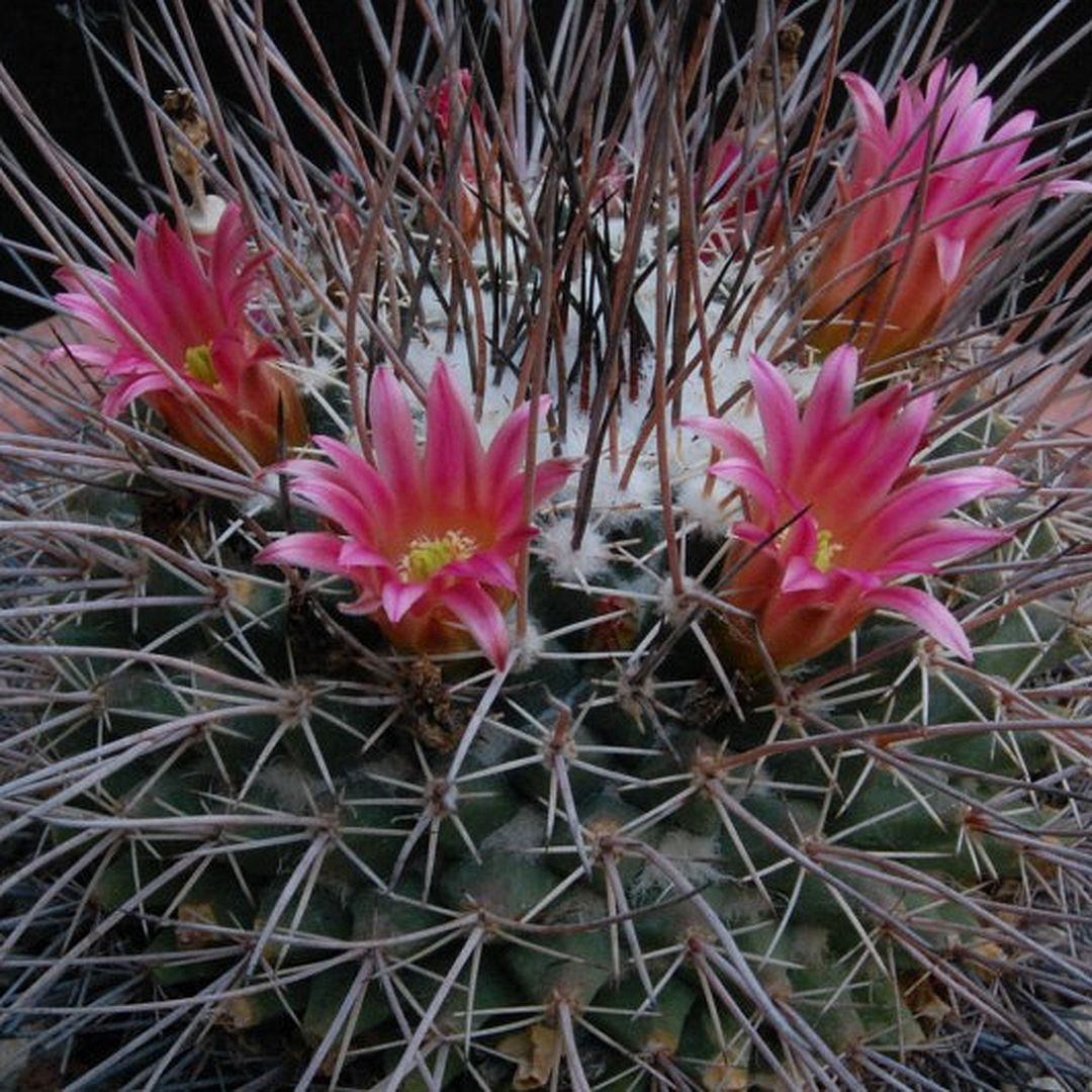 Mammillaria mystax