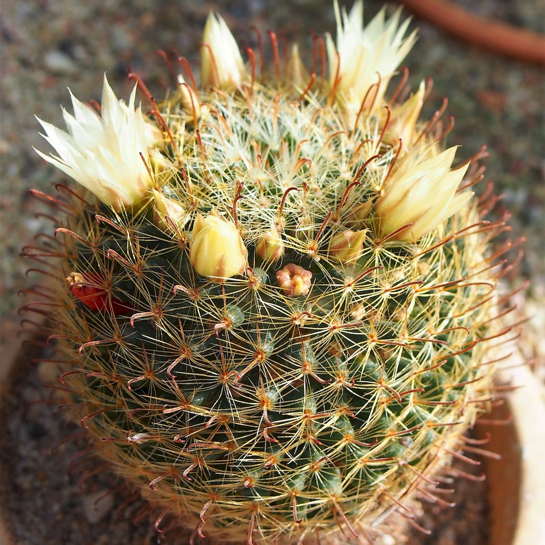 Mammillaria nana