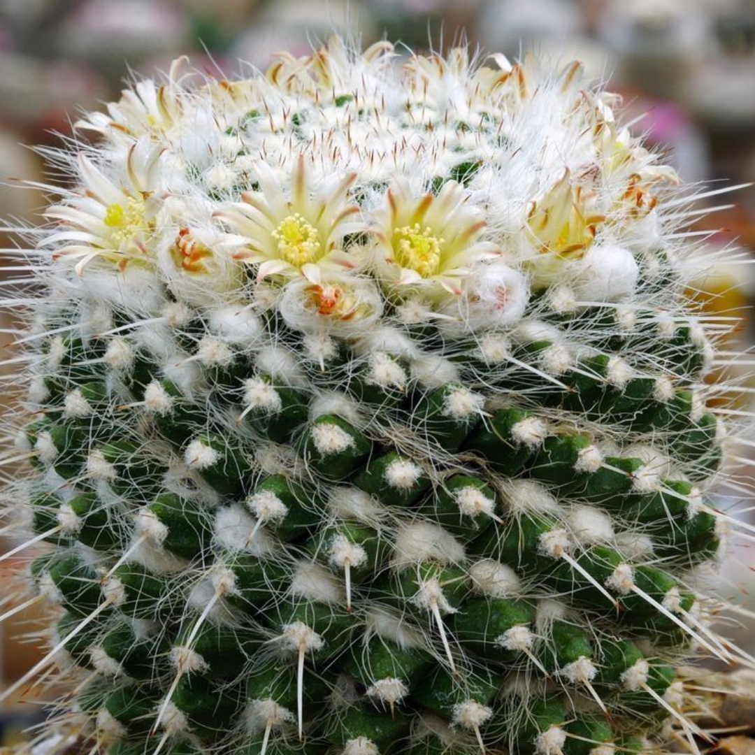 Mammillaria nejapensis