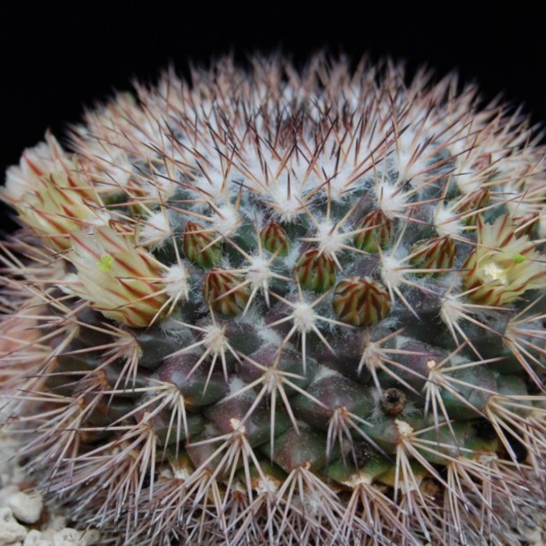 Mammillaria neoschwarzeana